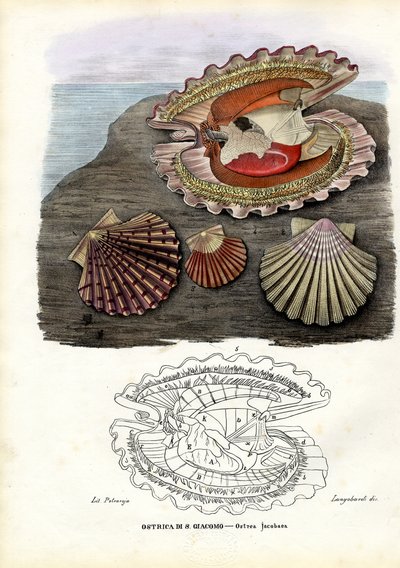 Mussels by Raimundo Petraroja